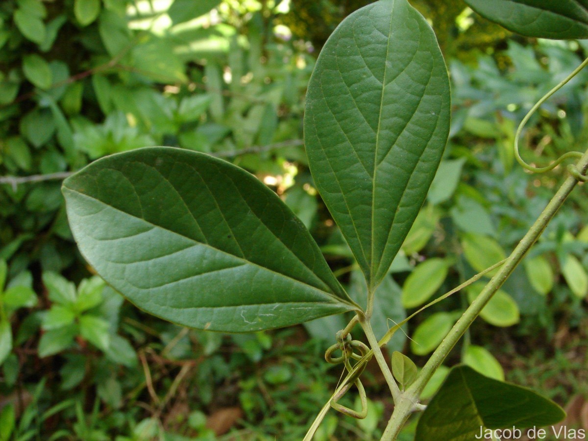 Bignonia magnifica W.Bull